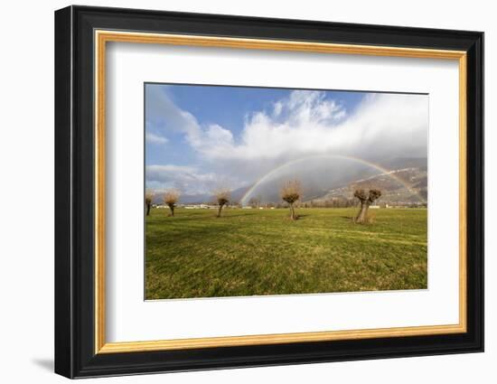 Rainbow on bare trees, Cosio Valtellino, Sondrio province, Valtellina, Lombardy, Italy, Europe-Roberto Moiola-Framed Photographic Print