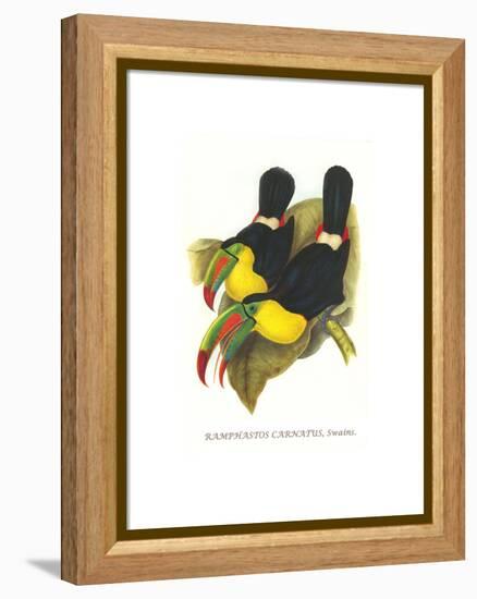 Rainbow or Keel Billed Toucan-John Gould-Framed Stretched Canvas