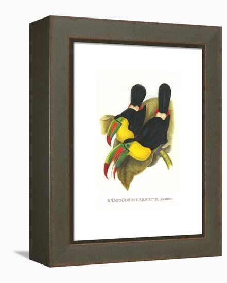 Rainbow or Keel Billed Toucan-John Gould-Framed Stretched Canvas