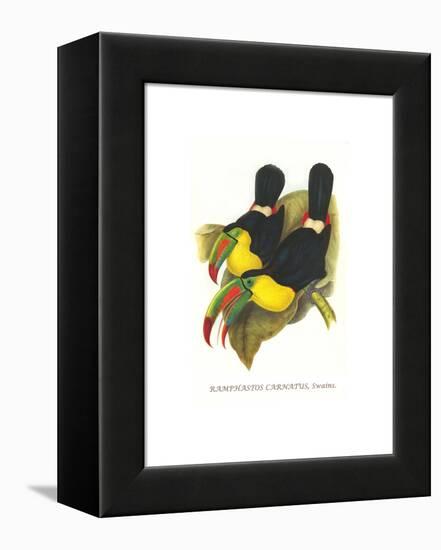 Rainbow or Keel Billed Toucan-John Gould-Framed Stretched Canvas