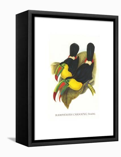 Rainbow or Keel Billed Toucan-John Gould-Framed Stretched Canvas