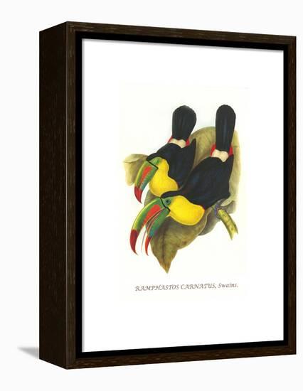 Rainbow or Keel Billed Toucan-John Gould-Framed Stretched Canvas