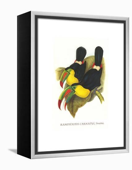 Rainbow or Keel Billed Toucan-John Gould-Framed Stretched Canvas