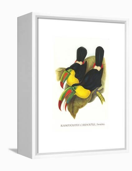 Rainbow or Keel Billed Toucan-John Gould-Framed Stretched Canvas