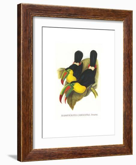 Rainbow or Keel Billed Toucan-John Gould-Framed Premium Giclee Print