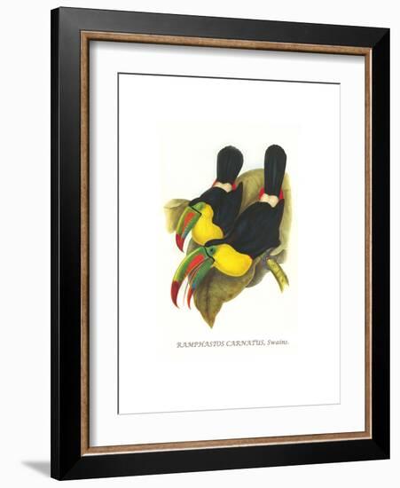 Rainbow or Keel Billed Toucan-John Gould-Framed Premium Giclee Print