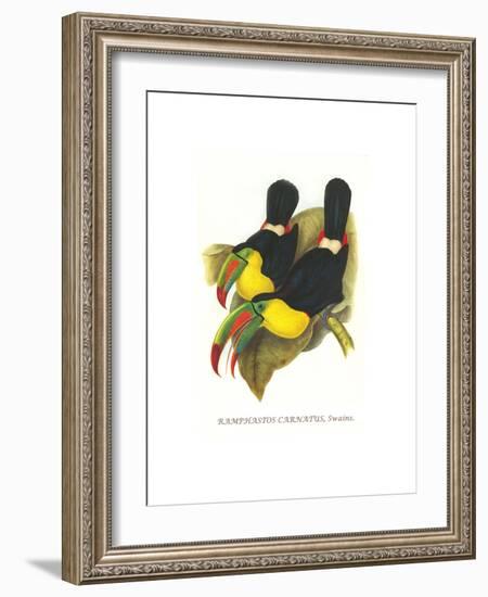 Rainbow or Keel Billed Toucan-John Gould-Framed Art Print