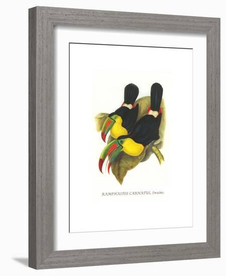 Rainbow or Keel Billed Toucan-John Gould-Framed Art Print