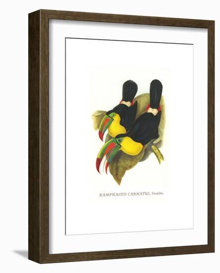 Rainbow or Keel Billed Toucan-John Gould-Framed Art Print