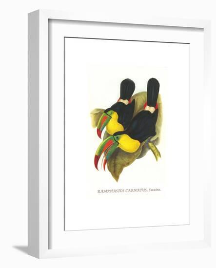 Rainbow or Keel Billed Toucan-John Gould-Framed Art Print