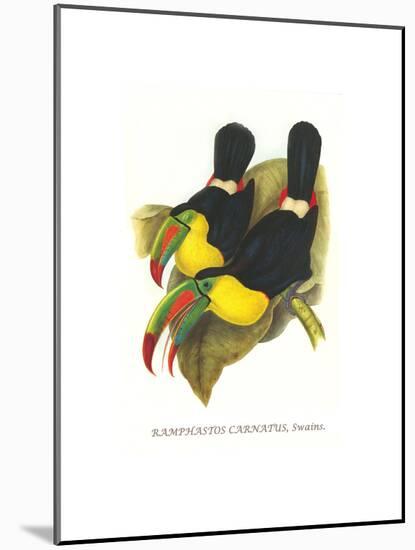 Rainbow or Keel Billed Toucan-John Gould-Mounted Art Print