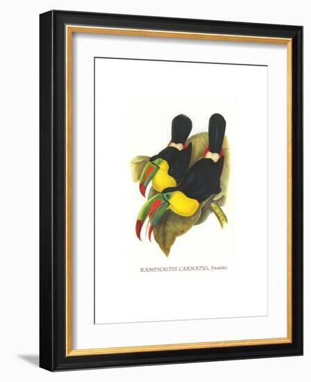 Rainbow or Keel Billed Toucan-John Gould-Framed Art Print