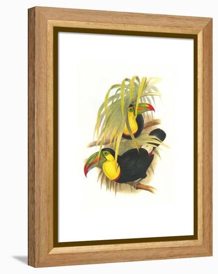 Rainbow or Keel Billed Toucan-John Gould-Framed Stretched Canvas