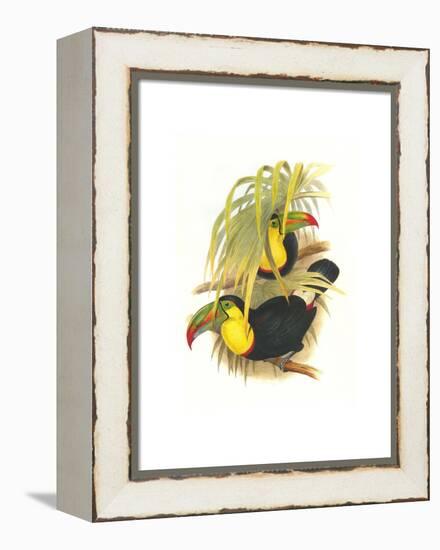 Rainbow or Keel Billed Toucan-John Gould-Framed Stretched Canvas