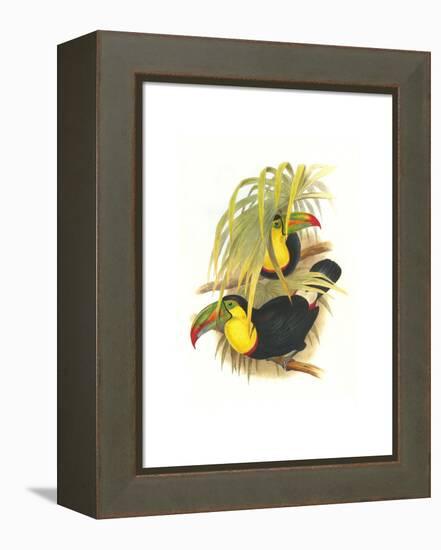 Rainbow or Keel Billed Toucan-John Gould-Framed Stretched Canvas