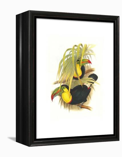 Rainbow or Keel Billed Toucan-John Gould-Framed Stretched Canvas