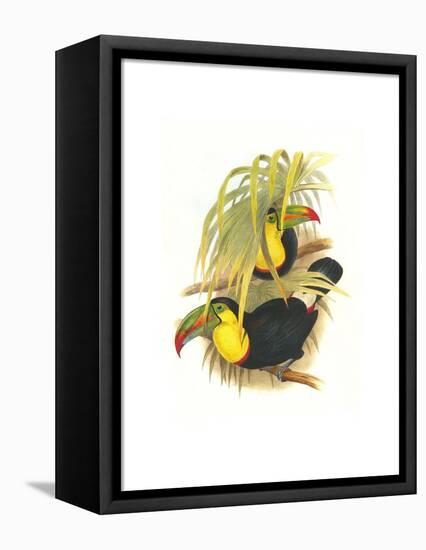 Rainbow or Keel Billed Toucan-John Gould-Framed Stretched Canvas