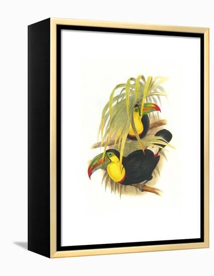 Rainbow or Keel Billed Toucan-John Gould-Framed Stretched Canvas