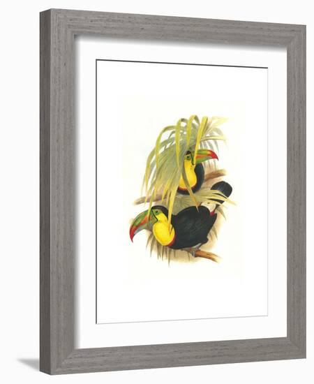 Rainbow or Keel Billed Toucan-John Gould-Framed Art Print