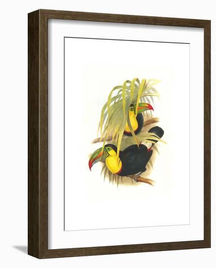 Rainbow or Keel Billed Toucan-John Gould-Framed Art Print