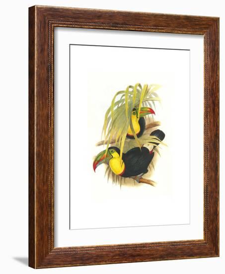 Rainbow or Keel Billed Toucan-John Gould-Framed Art Print