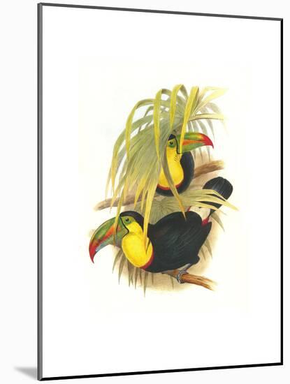 Rainbow or Keel Billed Toucan-John Gould-Mounted Art Print