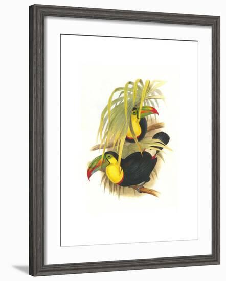 Rainbow or Keel Billed Toucan-John Gould-Framed Art Print