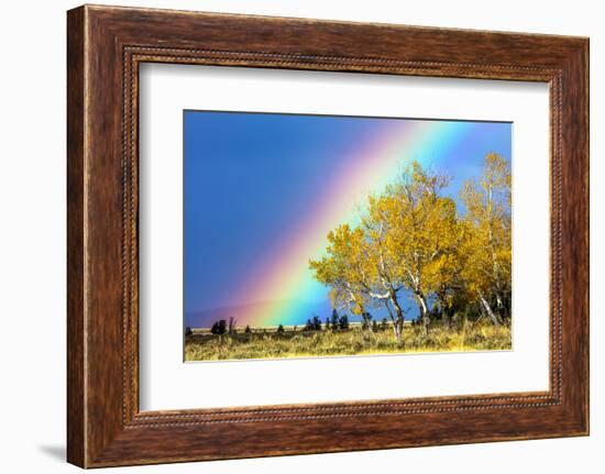 Rainbow over Aspens, Grand Teton National Park, Wyoming-Art Wolfe-Framed Photographic Print