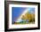 Rainbow over Aspens, Grand Teton National Park, Wyoming-Art Wolfe-Framed Photographic Print