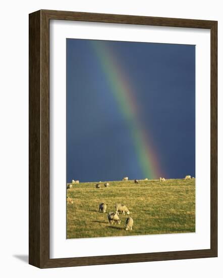 Rainbow over Sheep Grazing on Exmoor, Somerset, England, United Kingdom, Europe-Rob Cousins-Framed Photographic Print