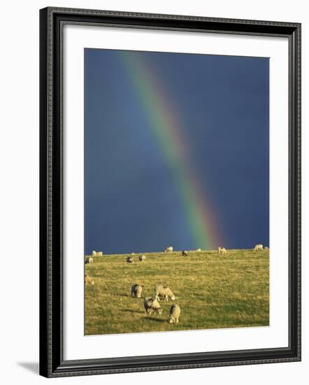 Rainbow over Sheep Grazing on Exmoor, Somerset, England, United Kingdom, Europe-Rob Cousins-Framed Photographic Print