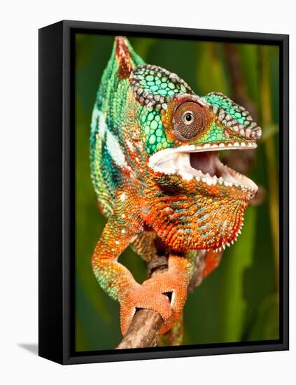 Rainbow Panther Chameleon, Fucifer Pardalis, Native to Madagascar-David Northcott-Framed Premier Image Canvas