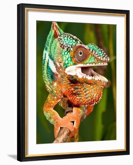 Rainbow Panther Chameleon, Fucifer Pardalis, Native to Madagascar-David Northcott-Framed Photographic Print