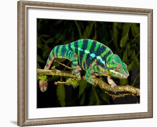 Rainbow Panther Chameleon, Fucifer Pardalis, Native to Madagascar-David Northcott-Framed Photographic Print