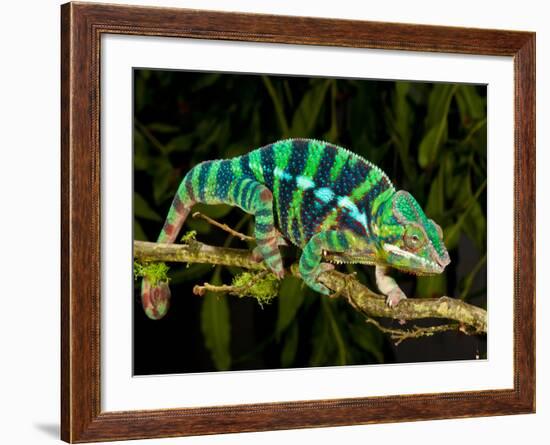 Rainbow Panther Chameleon, Fucifer Pardalis, Native to Madagascar-David Northcott-Framed Photographic Print