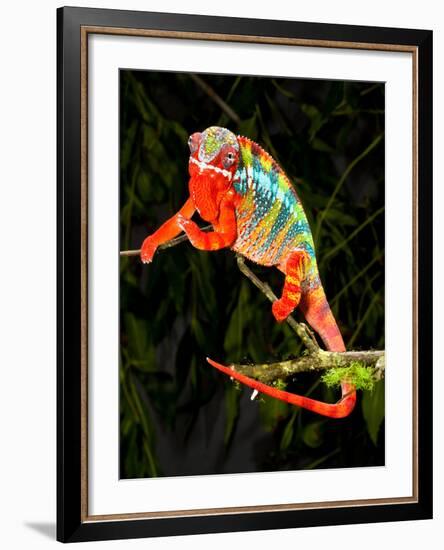 Rainbow Panther Chameleon, Fucifer Pardalis, Native to Madagascar-David Northcott-Framed Photographic Print