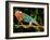 Rainbow Panther Chameleon, Fucifer Pardalis, Native to Madagascar-David Northcott-Framed Photographic Print