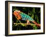 Rainbow Panther Chameleon, Fucifer Pardalis, Native to Madagascar-David Northcott-Framed Photographic Print