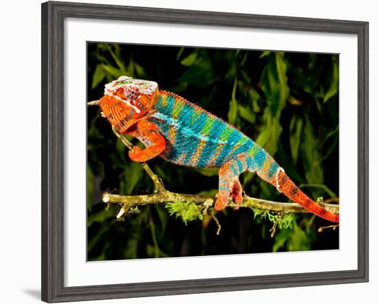 Rainbow Panther Chameleon, Fucifer Pardalis, Native to Madagascar-David Northcott-Framed Photographic Print