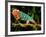 Rainbow Panther Chameleon, Fucifer Pardalis, Native to Madagascar-David Northcott-Framed Photographic Print