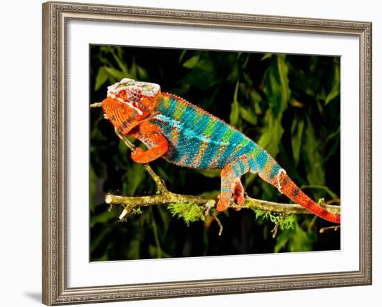 Rainbow Panther Chameleon, Fucifer Pardalis, Native to Madagascar-David Northcott-Framed Photographic Print