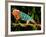 Rainbow Panther Chameleon, Fucifer Pardalis, Native to Madagascar-David Northcott-Framed Photographic Print