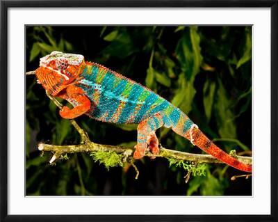 Rainbow Panther Chameleon, Fucifer Pardalis, Native to Madagascar'  Photographic Print - David Northcott 