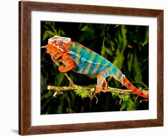 Rainbow Panther Chameleon, Fucifer Pardalis, Native to Madagascar-David Northcott-Framed Photographic Print