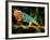 Rainbow Panther Chameleon, Fucifer Pardalis, Native to Madagascar-David Northcott-Framed Photographic Print