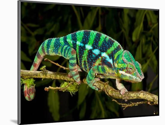 Rainbow Panther Chameleon, Fucifer Pardalis, Native to Madagascar-David Northcott-Mounted Photographic Print