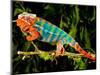 Rainbow Panther Chameleon, Fucifer Pardalis, Native to Madagascar-David Northcott-Mounted Photographic Print