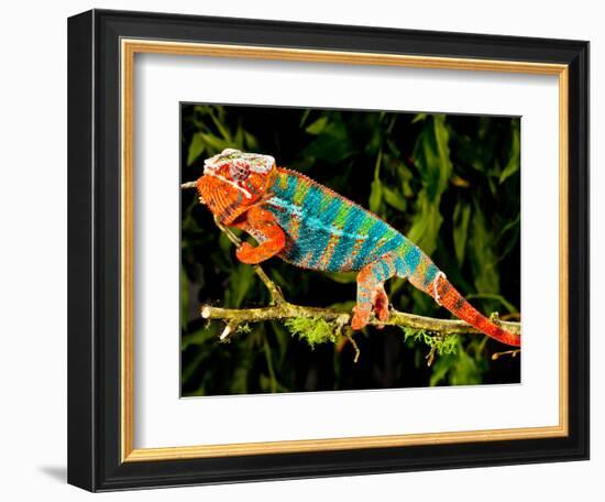 Rainbow Panther Chameleon, Fucifer Pardalis, Native to Madagascar-David Northcott-Framed Photographic Print