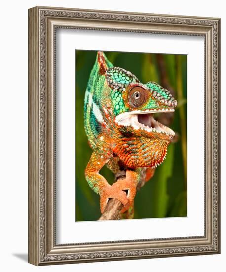 Rainbow Panther Chameleon, Fucifer Pardalis, Native to Madagascar-David Northcott-Framed Photographic Print