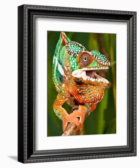 Rainbow Panther Chameleon, Fucifer Pardalis, Native to Madagascar-David Northcott-Framed Photographic Print